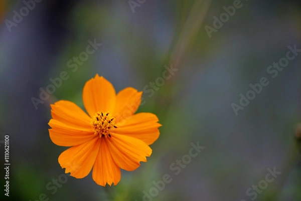 Obraz オレンジ色のキバナコスモス