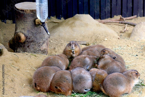 Obraz おやつの時間のプレーリードッグ