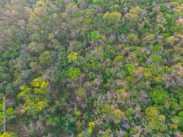 Fototapeta Aerial view colorful mixed forest onmountain various color tree forest