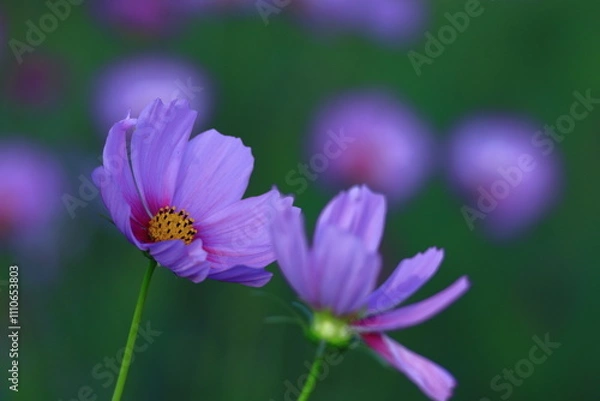 Fototapeta 秋風に揺れて咲く