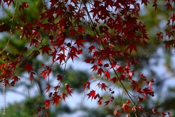 Obraz red autumn leaves