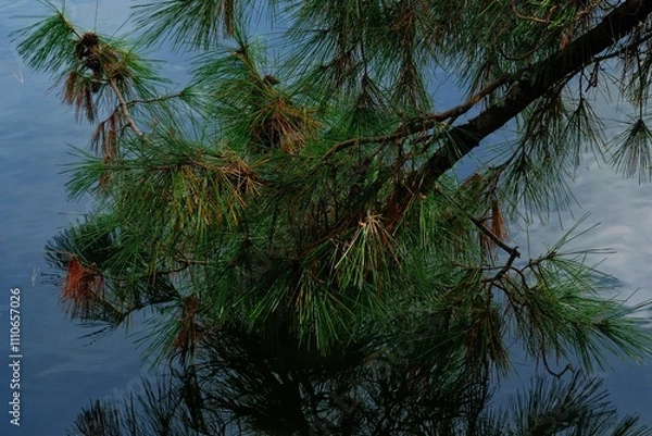 Fototapeta 水没する松