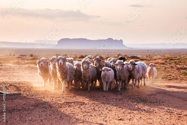 Fototapeta  A flock of sheep in Navajo Nation Reservation reservation. Monument Valley, United States
