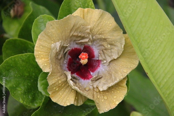 Obraz Hibiscus flower in the garden, closeup of photo