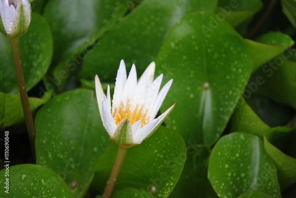 Obraz White lotus flower in the pond, closeup of water lily