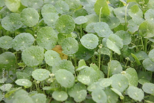 Obraz Centella asiatica