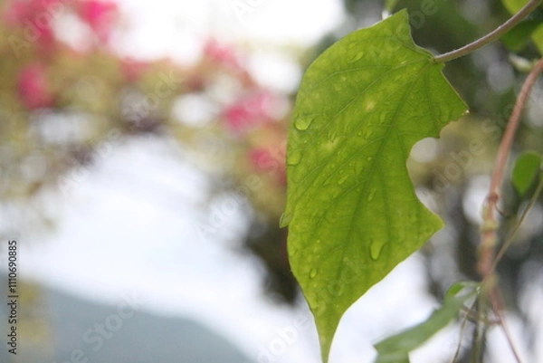 Obraz green leaf with water droplets on it, Bougainvillea