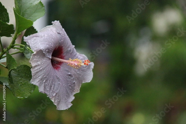 Obraz Hibiscus flower with raindrops on the petals.