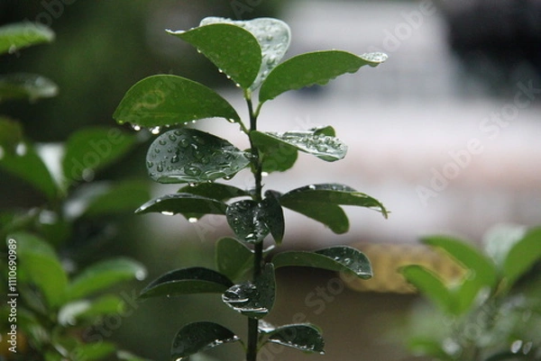 Obraz Water droplets on the leaves of a bush in the garden.