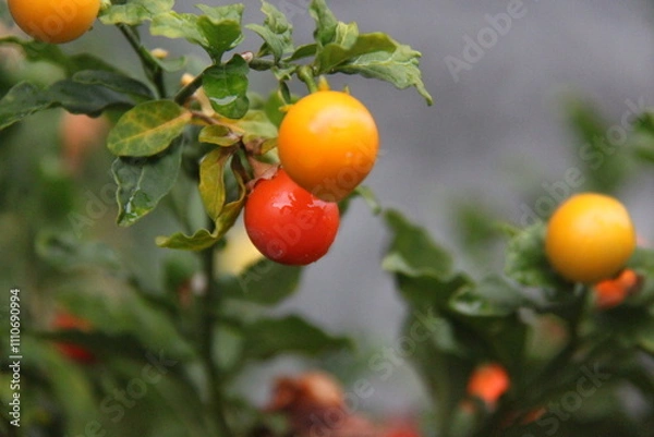 Fototapeta Red and yellow cherry tomatoes on a branch in the garden