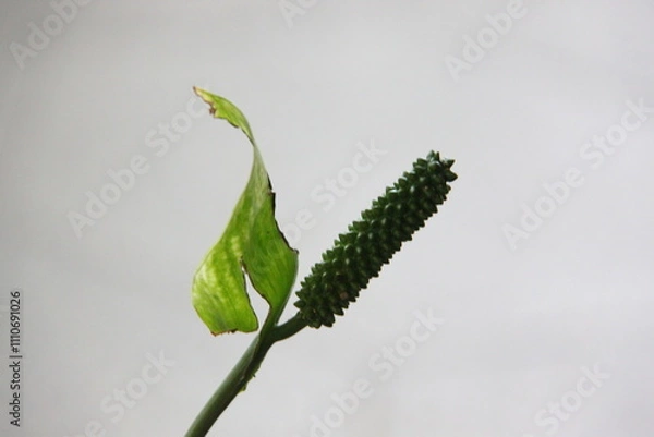 Obraz Close up of green flower isolated on white background with copy space.