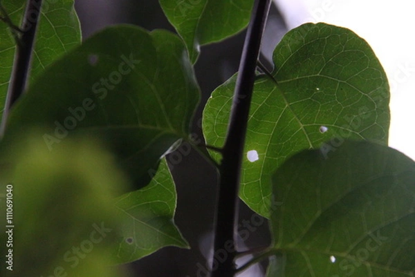 Obraz Green leaves with water droplets on the branches of a tree.