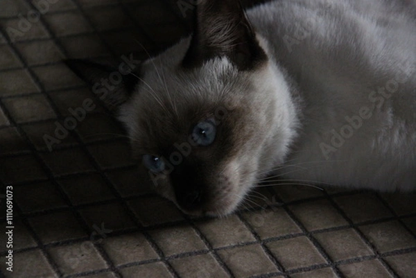 Obraz Siamese cat with blue eyes lying on the floor in the room