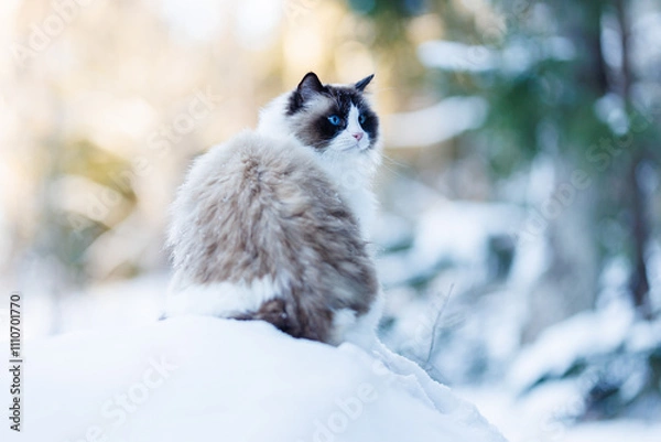 Obraz A beautiful ragdoll cat in the snow in Sweden.