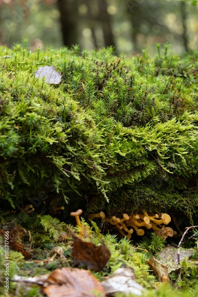 Fototapeta Chanterelles en tube champignons frais dans la forêt 