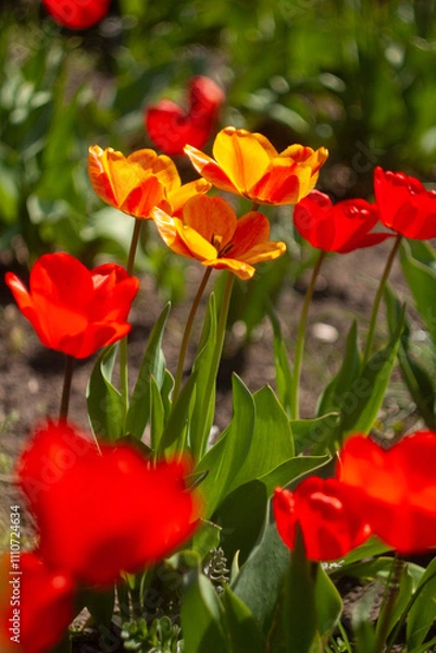 Obraz a group of red flowers with the word tulips on them.