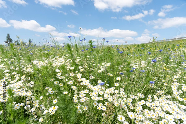 Obraz Wiesenkräuter