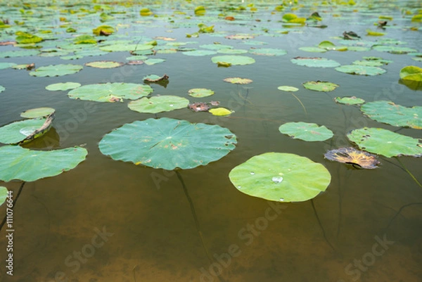 Fototapeta Lotus leaf background.
