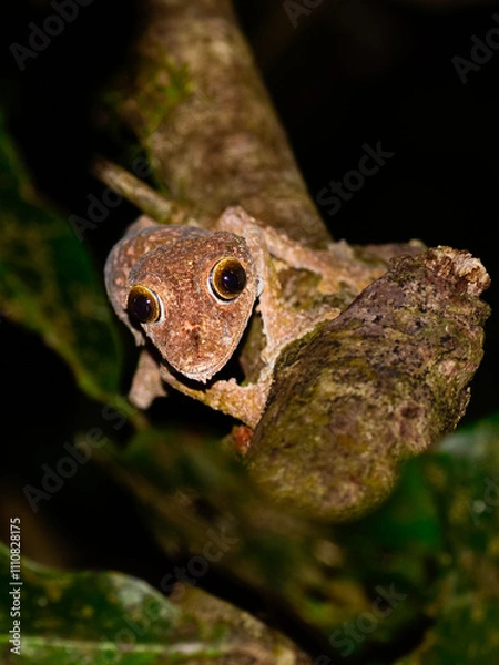 Obraz Madagascar leaf tail tree gecko