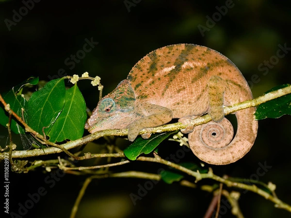 Obraz Madagascar chameleon sleeping on a branch