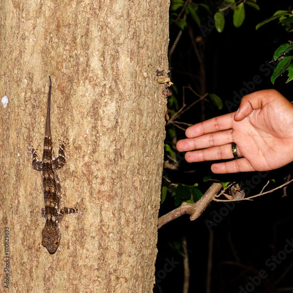 Obraz Giant tree gecko in Amber Mountain Madagascar
