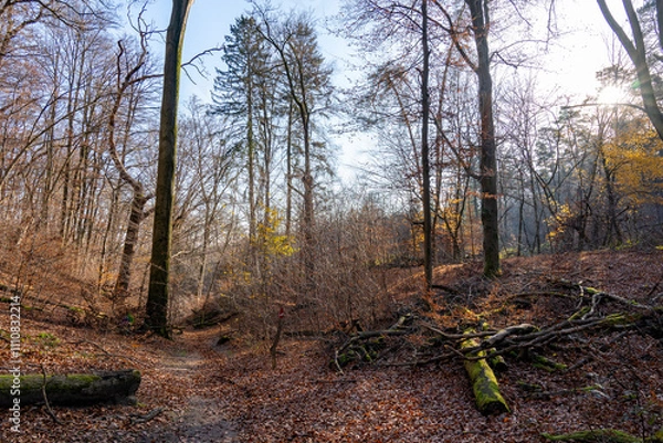 Obraz Der Güldenberg in der Wahner Heide