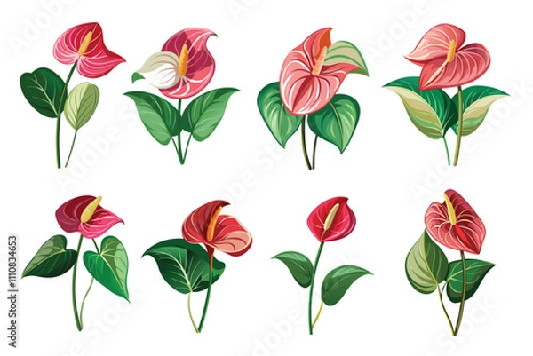 Fototapeta Set of Anthurium vector illustrations isolated on a white background