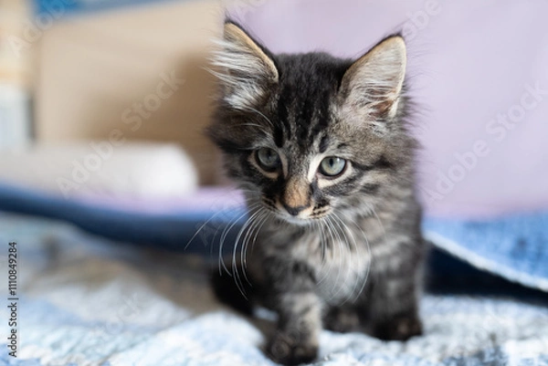 Obraz gatto domestico