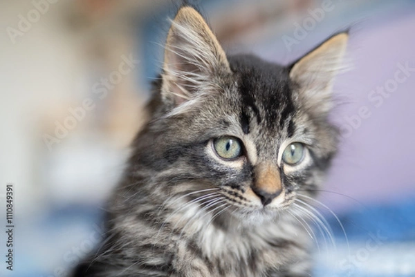 Obraz gatto domestico