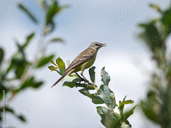 Obraz Female of Western yellow wagtail perching on a branch. The smallest representative in the wagtail family. Bird watching. Ornithology. Close-up