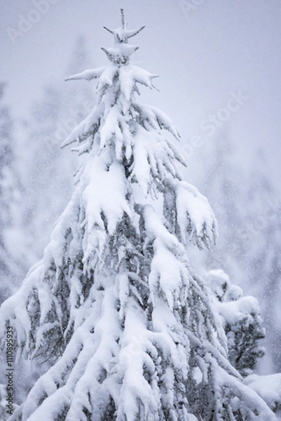 Fototapeta Pine tree covered in snow.