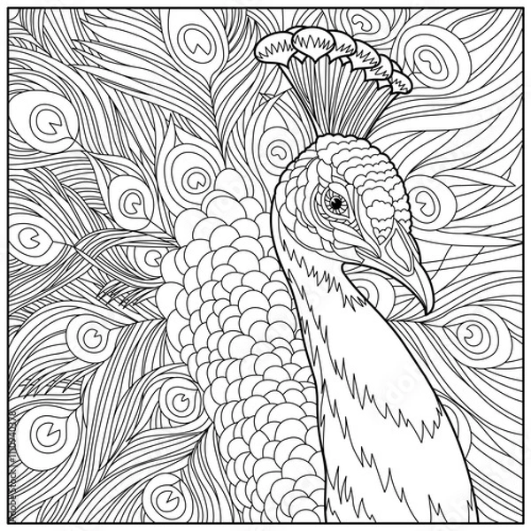 Obraz peacock coloring book