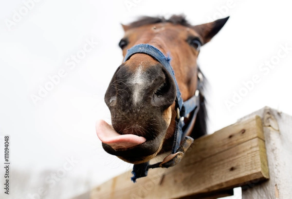 Obraz Pysk konia z bliska.