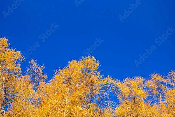 Fototapeta 紅葉のカラマツ　いずみ湖