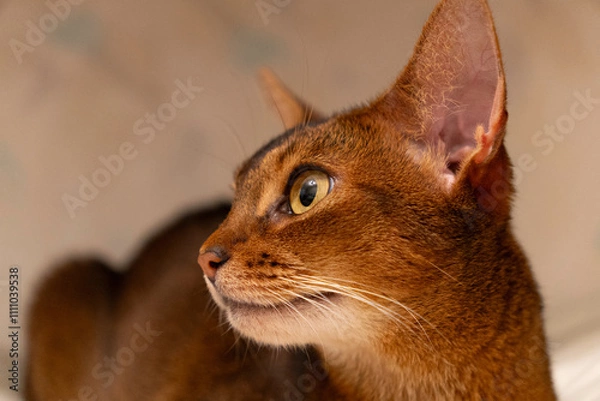 Fototapeta Abyssinian cat close up portrait