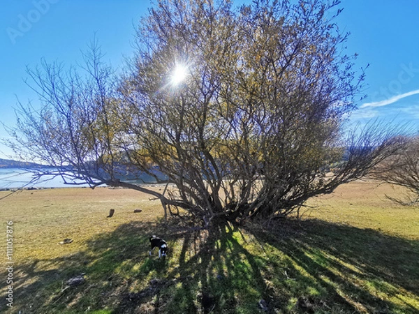 Obraz leafless tree over blue sky
