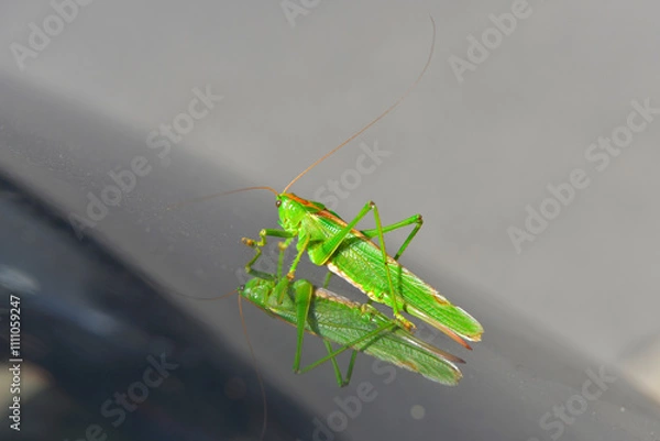 Obraz grasshopper