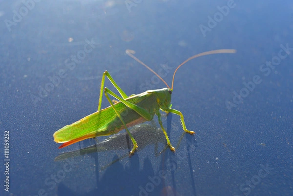 Obraz grasshopper