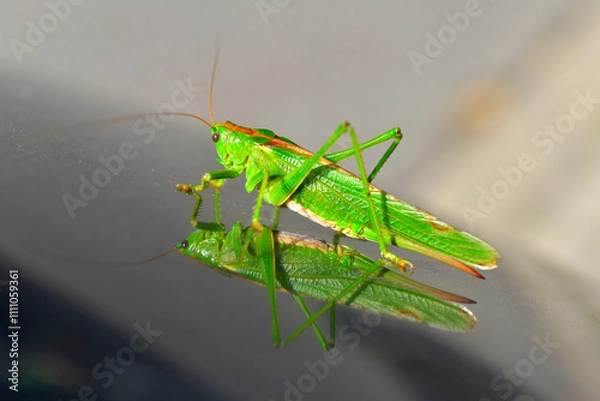 Obraz grasshopper