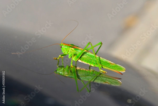 Obraz grasshopper