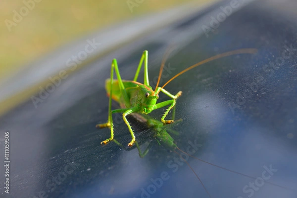 Obraz grasshopper
