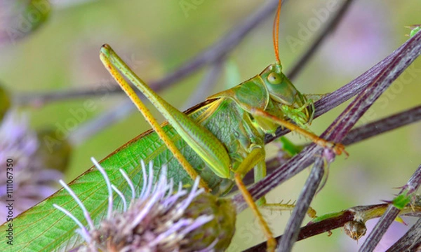 Obraz grasshopper o the flower