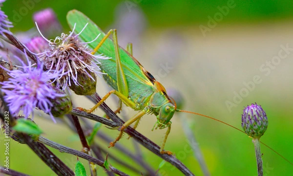 Obraz grasshopper o the flower