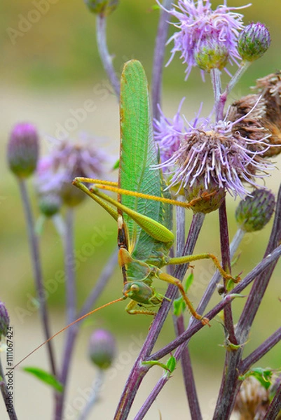 Obraz grasshopper o the flower
