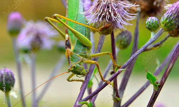 Obraz grasshopper o the flower