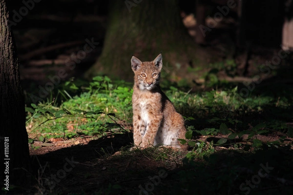 Fototapeta Luchs