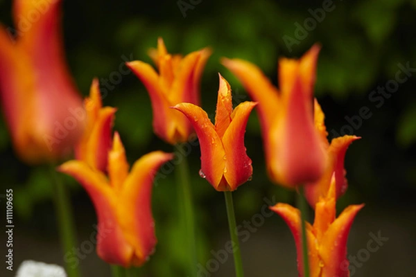 Fototapeta nice tulips