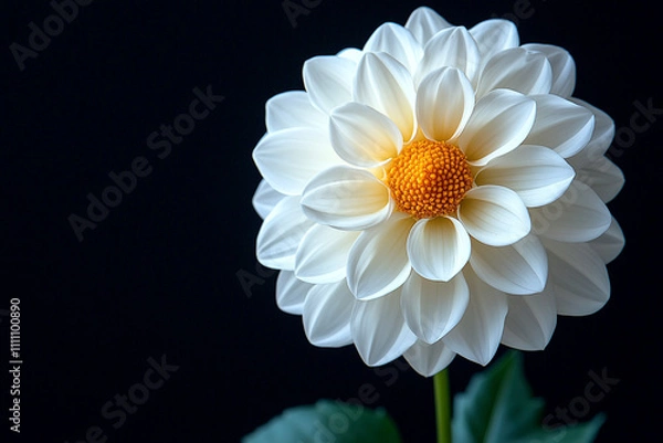 Fototapeta A Single White Dahlia Flower Against A Black Background