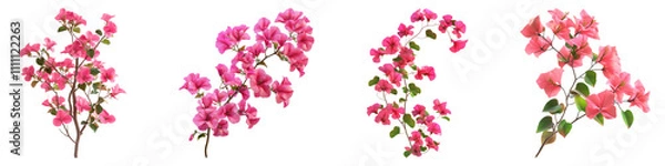 Fototapeta Bougainvillea isolated on transparent background, Set of
