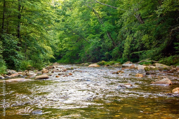 Obraz Stream and Forest in the Mountains of North Carolina
